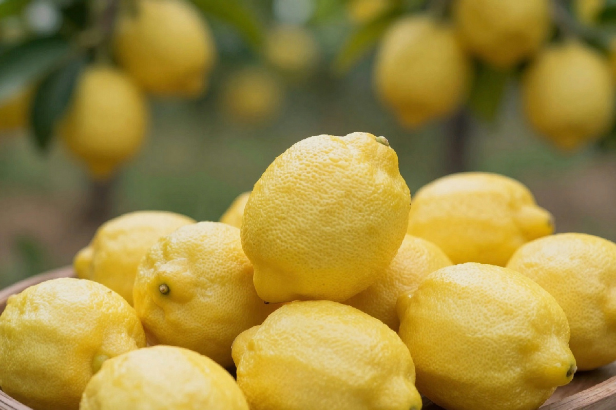 Celebrarne l'importanza: il limone della Conca d’Oro entra tra i prodotti agroalimentari tradizionali italiani