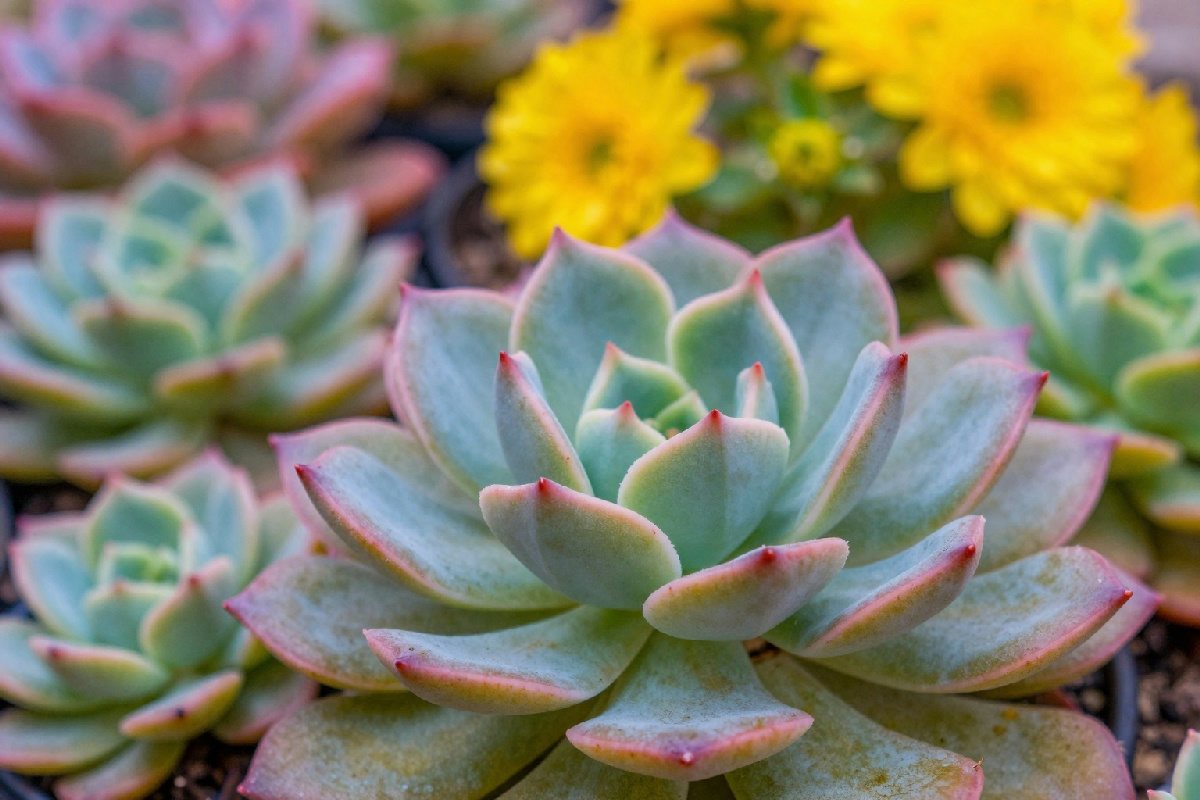 Come coltivare il graptopetalum, un fiore delicato ed elegante da avere in giardino