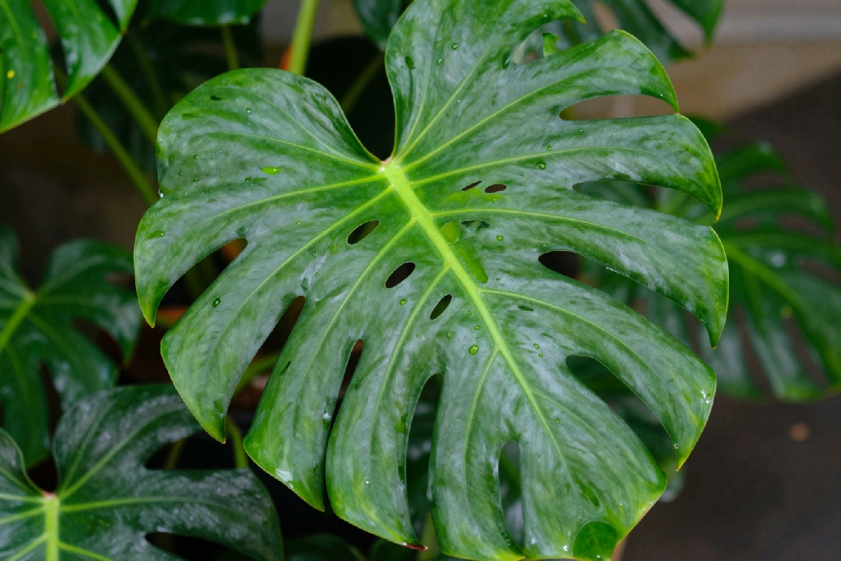 Come prendersi cura delle foglie del filodendro birkin e mantenerle lucide e sane