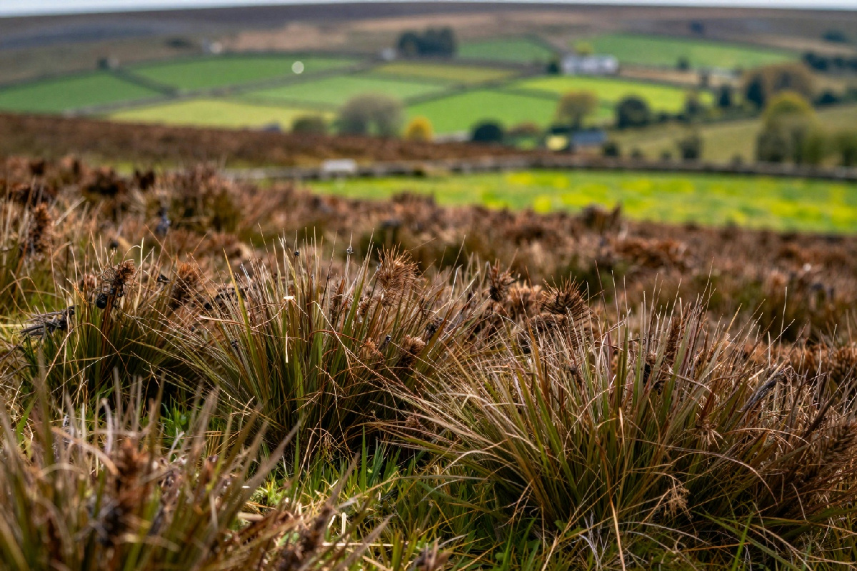 Far vibrare la nostalgia: la campagna che riporta in vita la magia di Cime Tempestose in Gran Bretagna