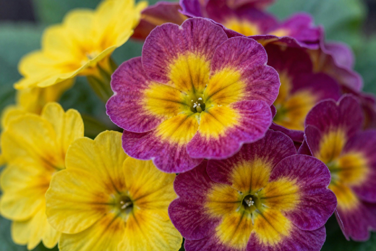Le palline che si formano dopo la fioritura della primula possono essere utili per la semina